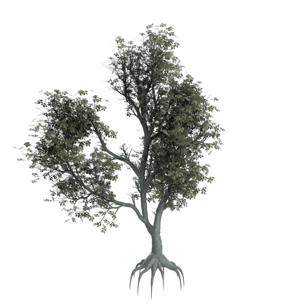 árbol aislado en transparente png