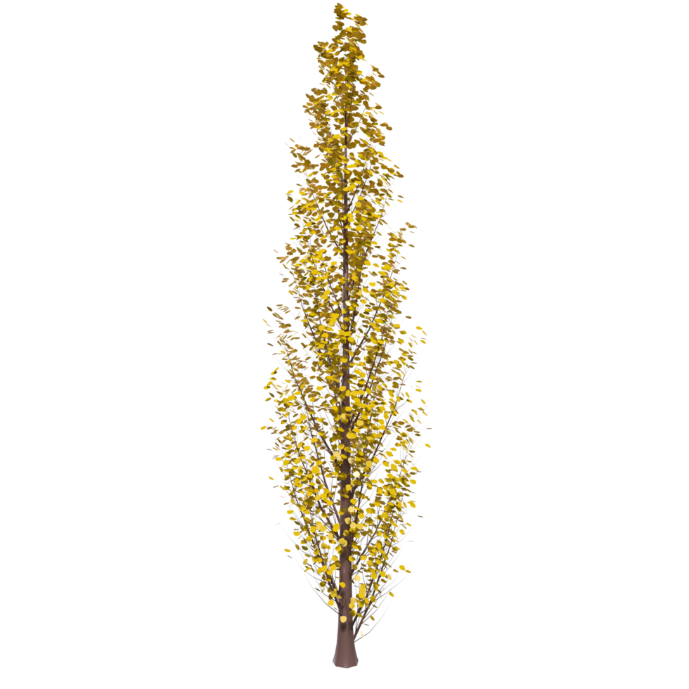 Tree isolated on transparent png