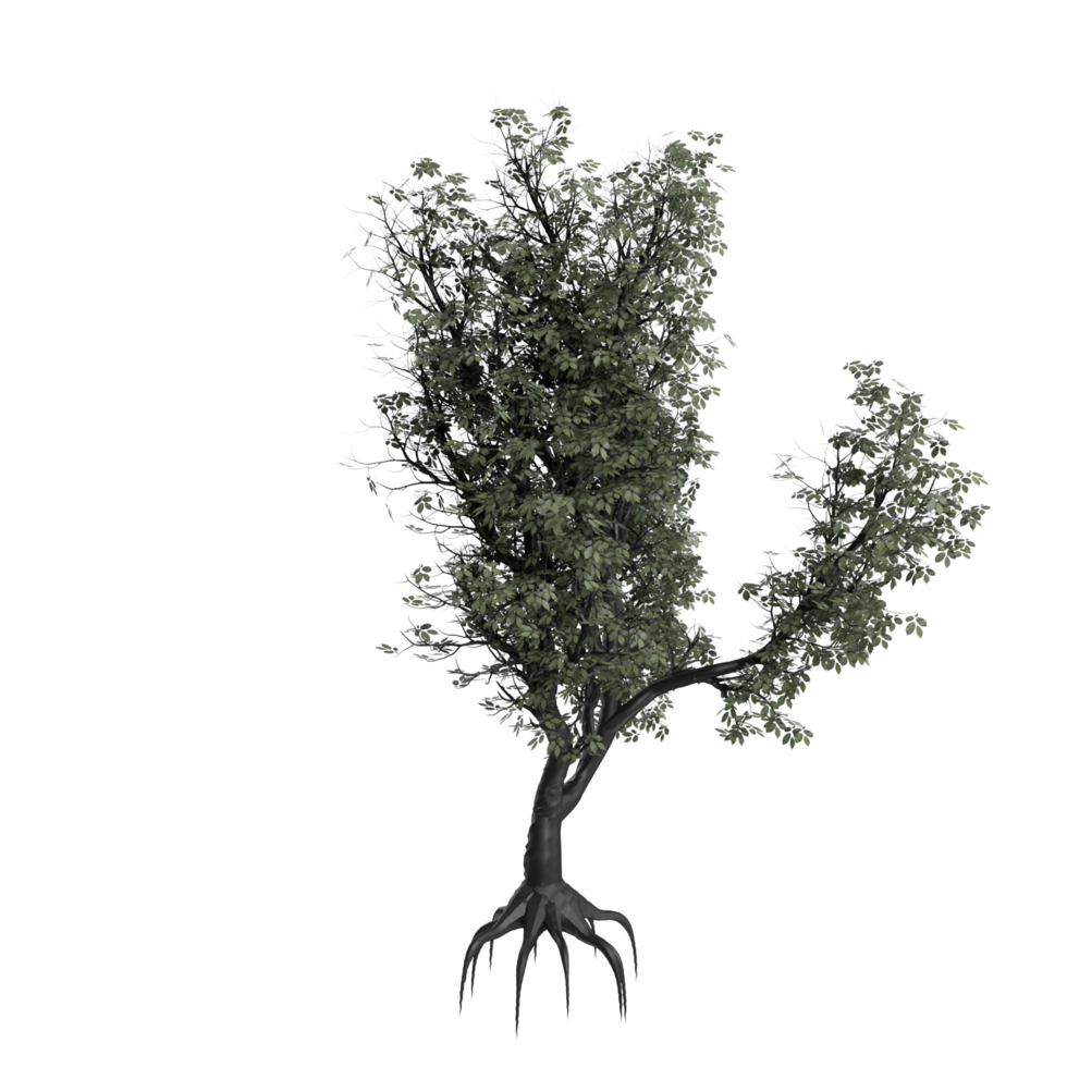 árbol aislado en transparente png