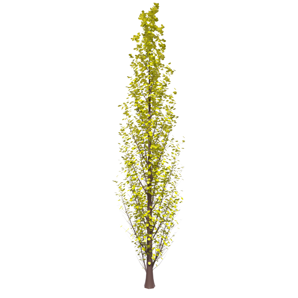 Tree isolated on transparent png