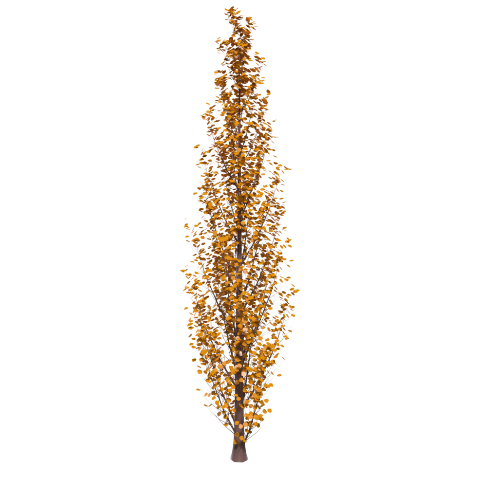 Tree isolated on transparent png