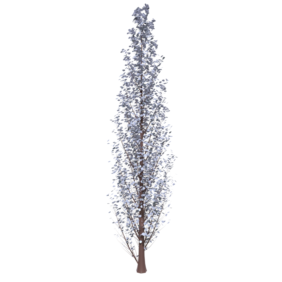 Tree isolated on transparent png