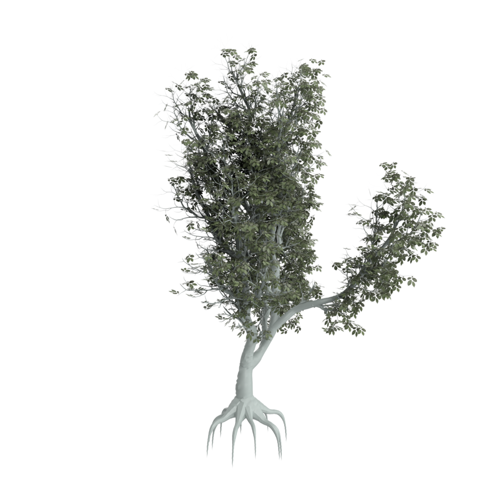 árbol aislado en transparente png