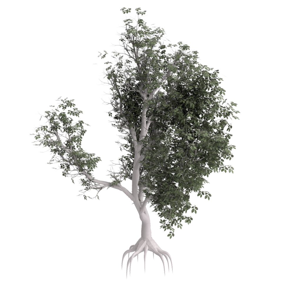 Tree isolated on transparent png