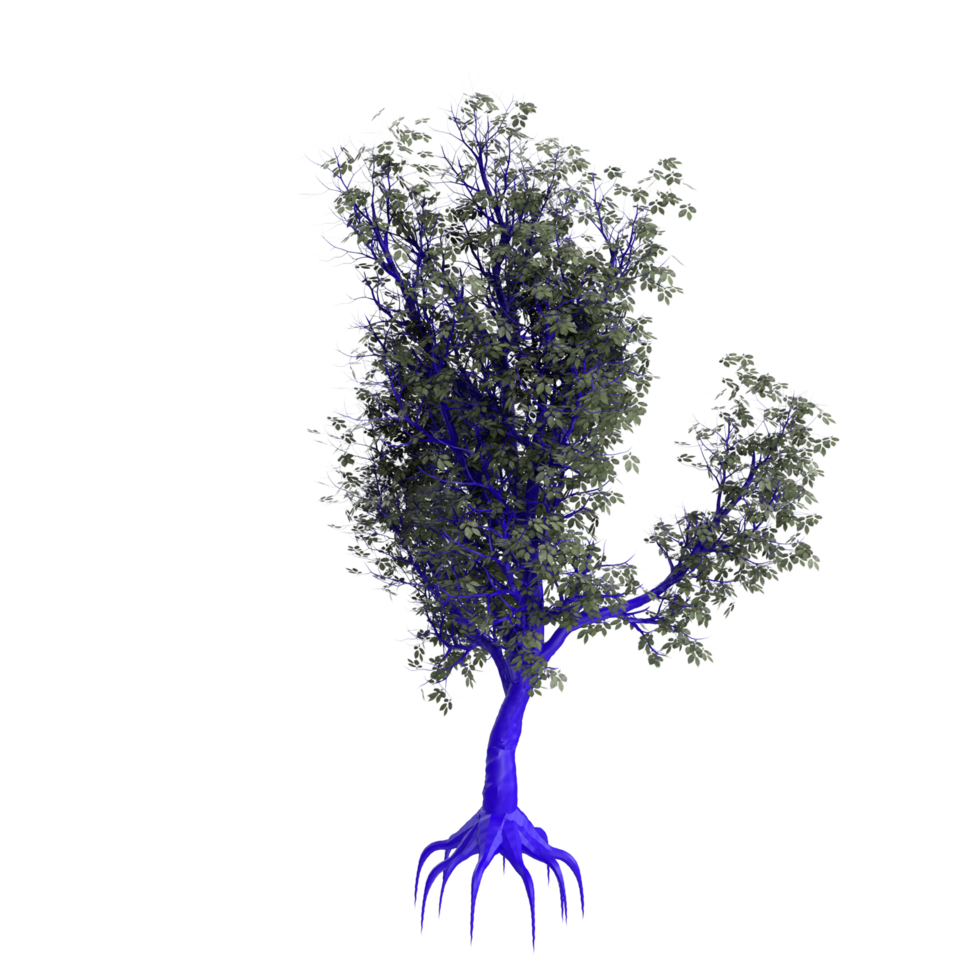 Tree isolated on transparent png