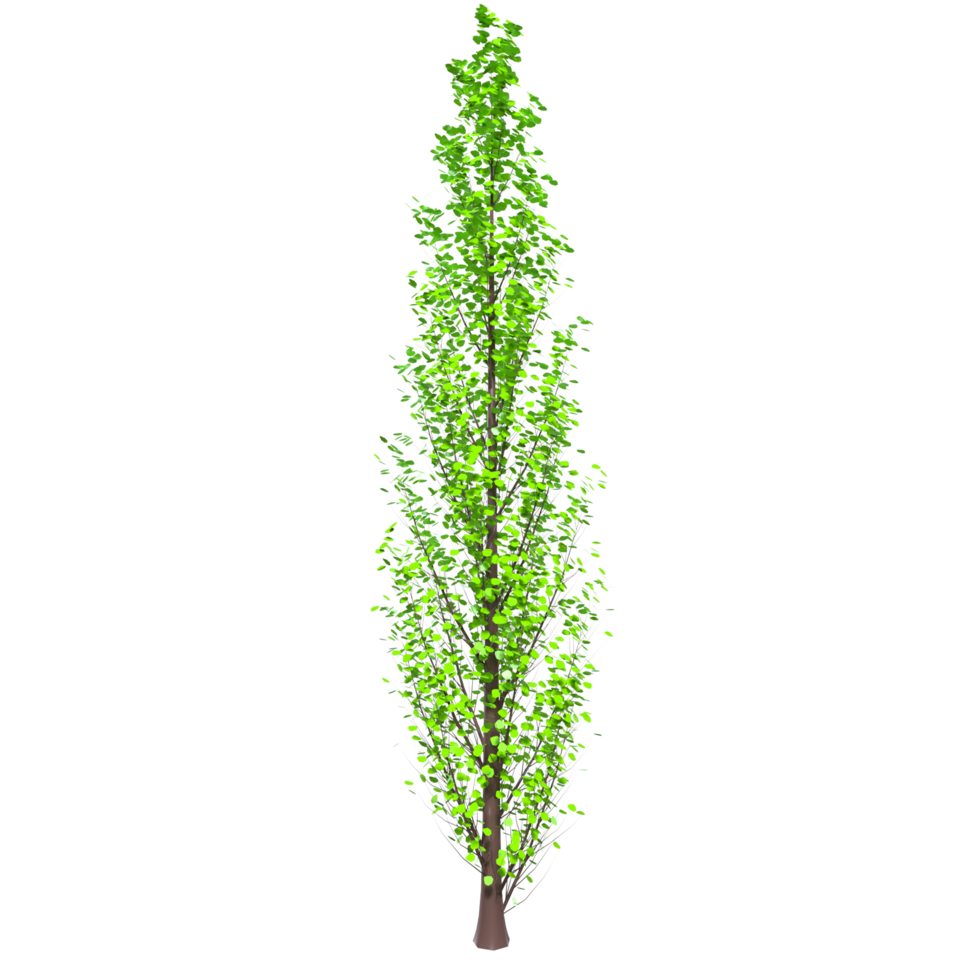 albero isolato su trasparente png