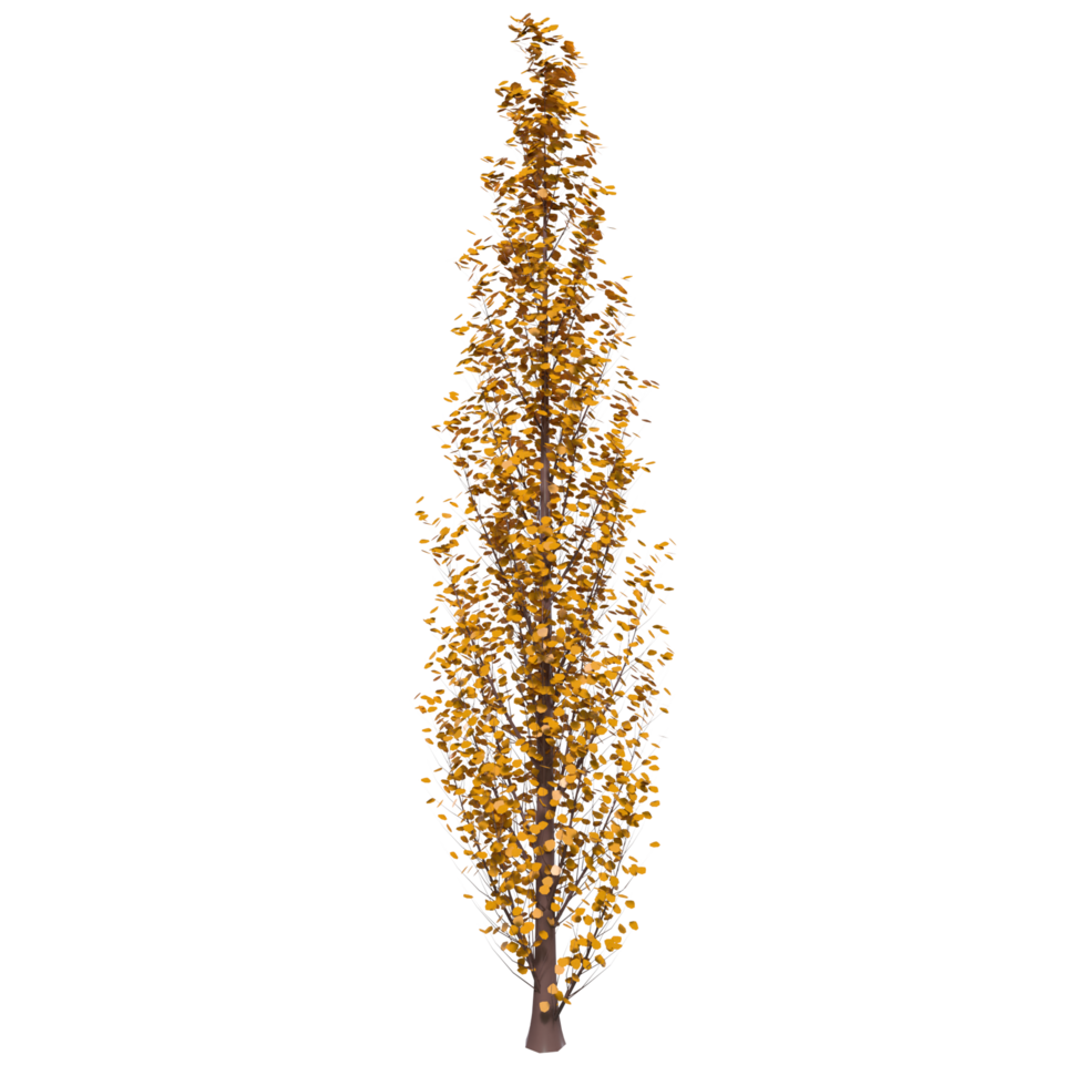 Tree isolated on transparent png