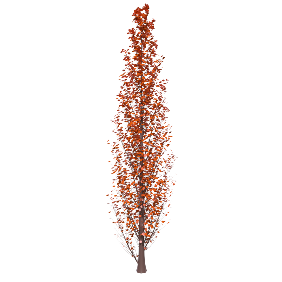 Tree isolated on transparent png