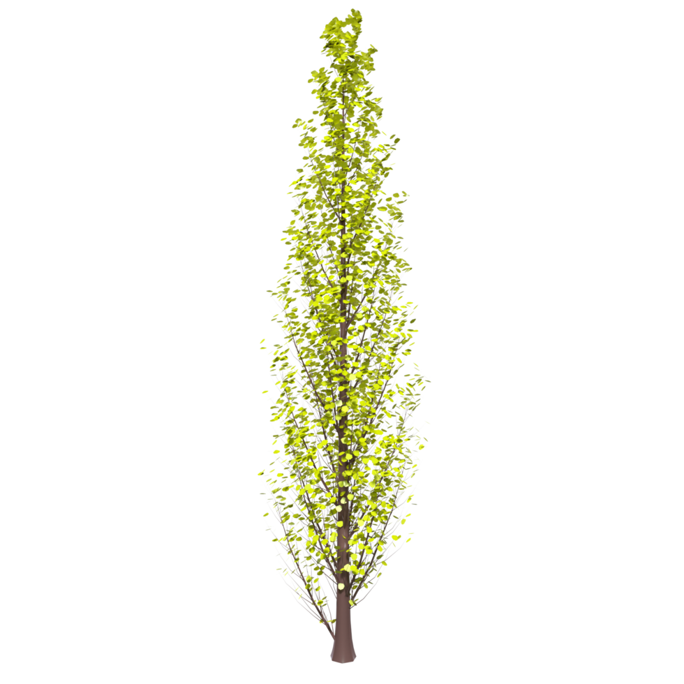 albero isolato su trasparente png