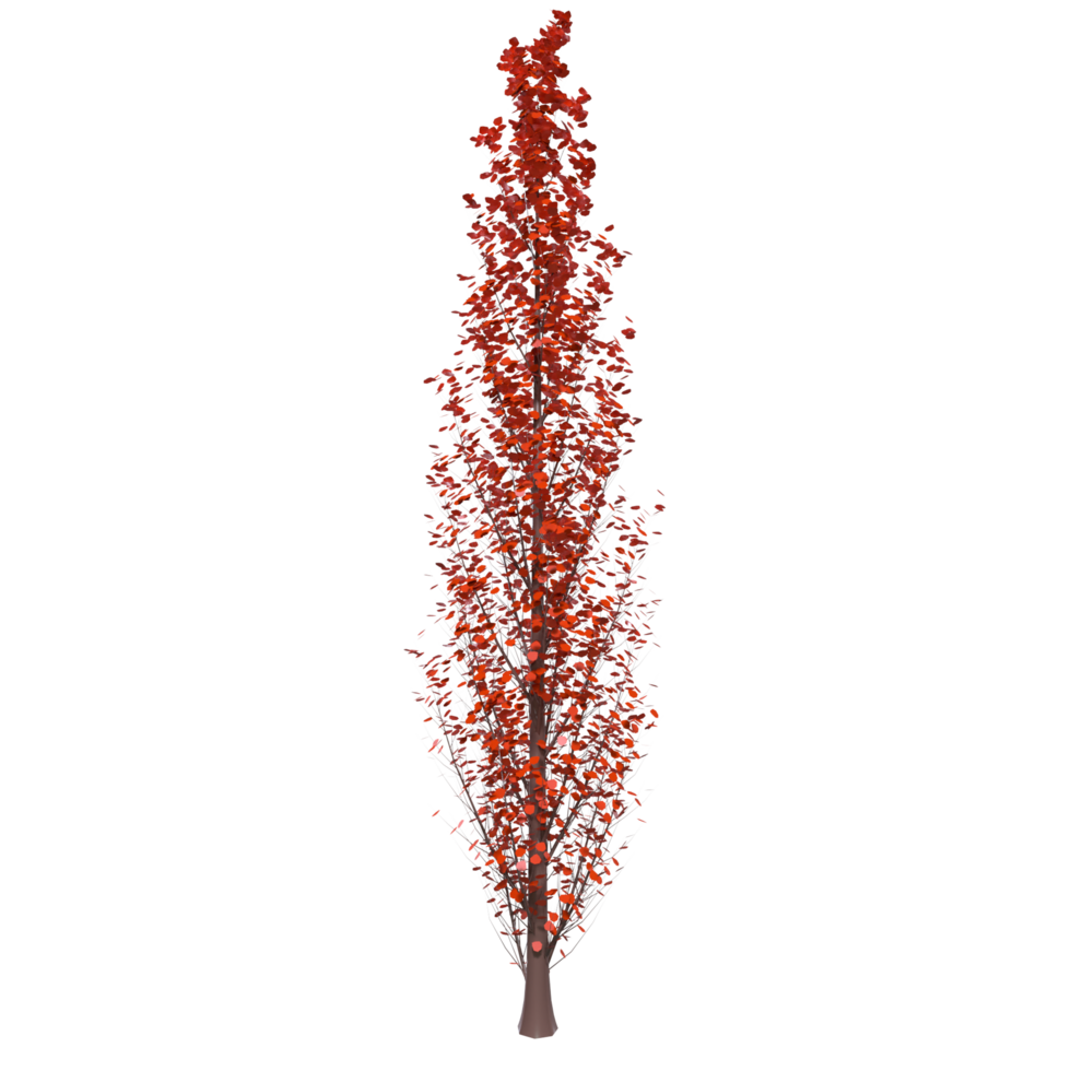 Tree isolated on transparent png