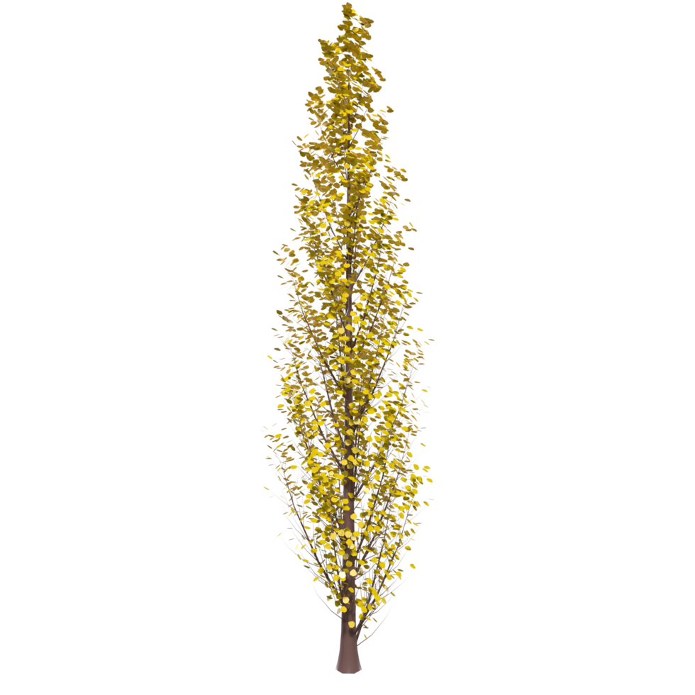 Tree isolated on transparent png
