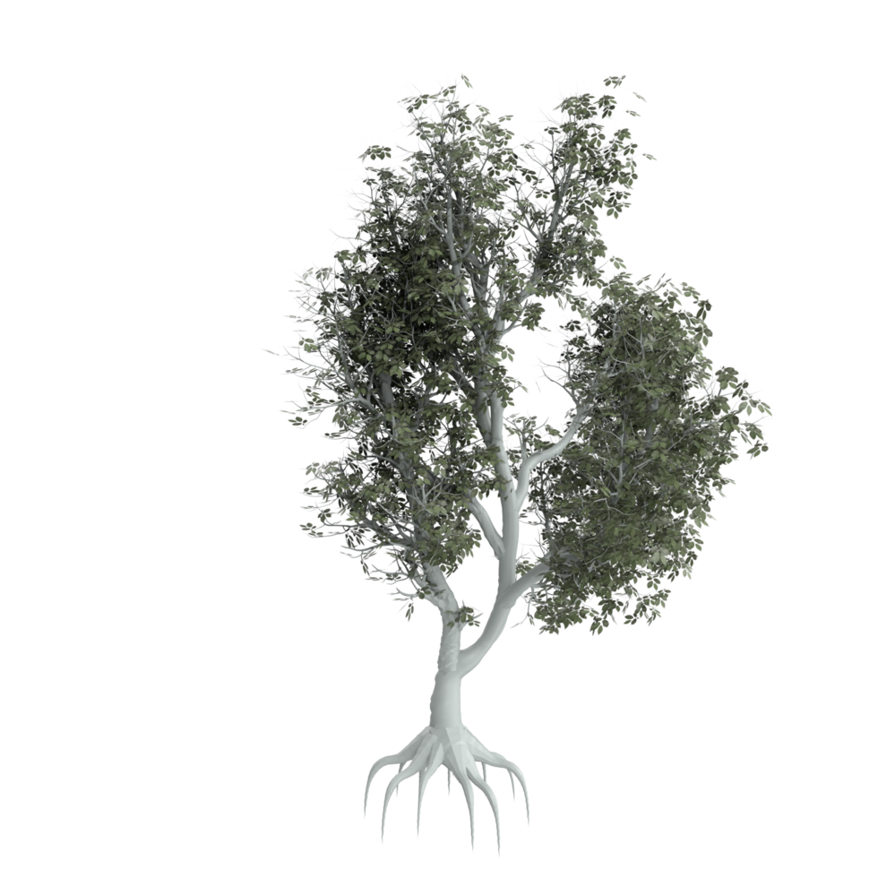 arbre isolé sur transparent png