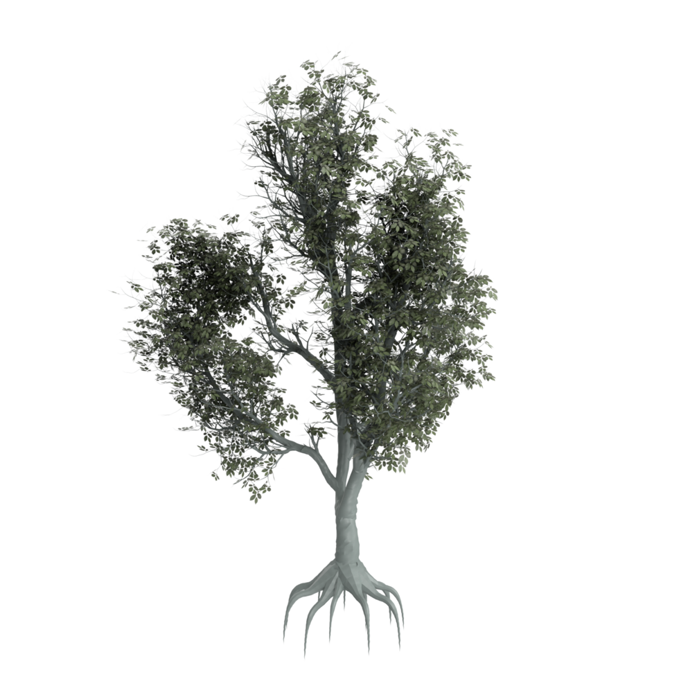 árbol aislado en transparente png