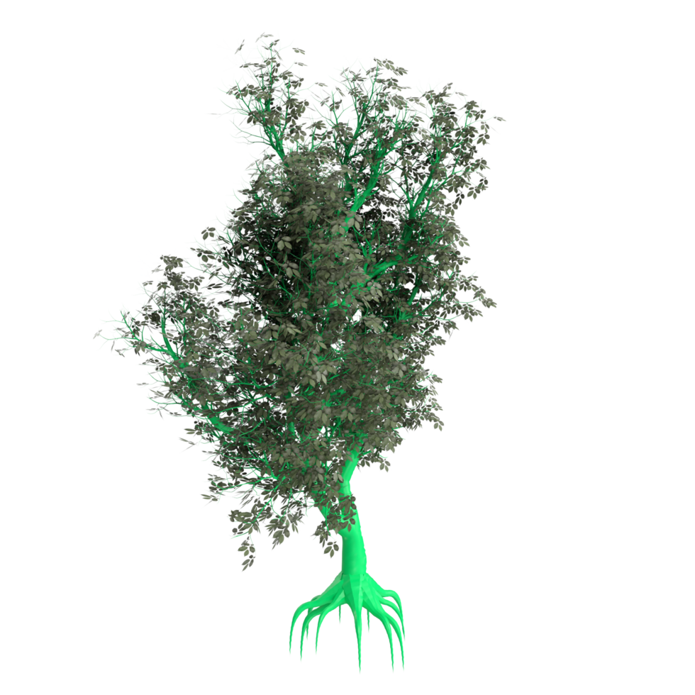 Tree isolated on transparent png