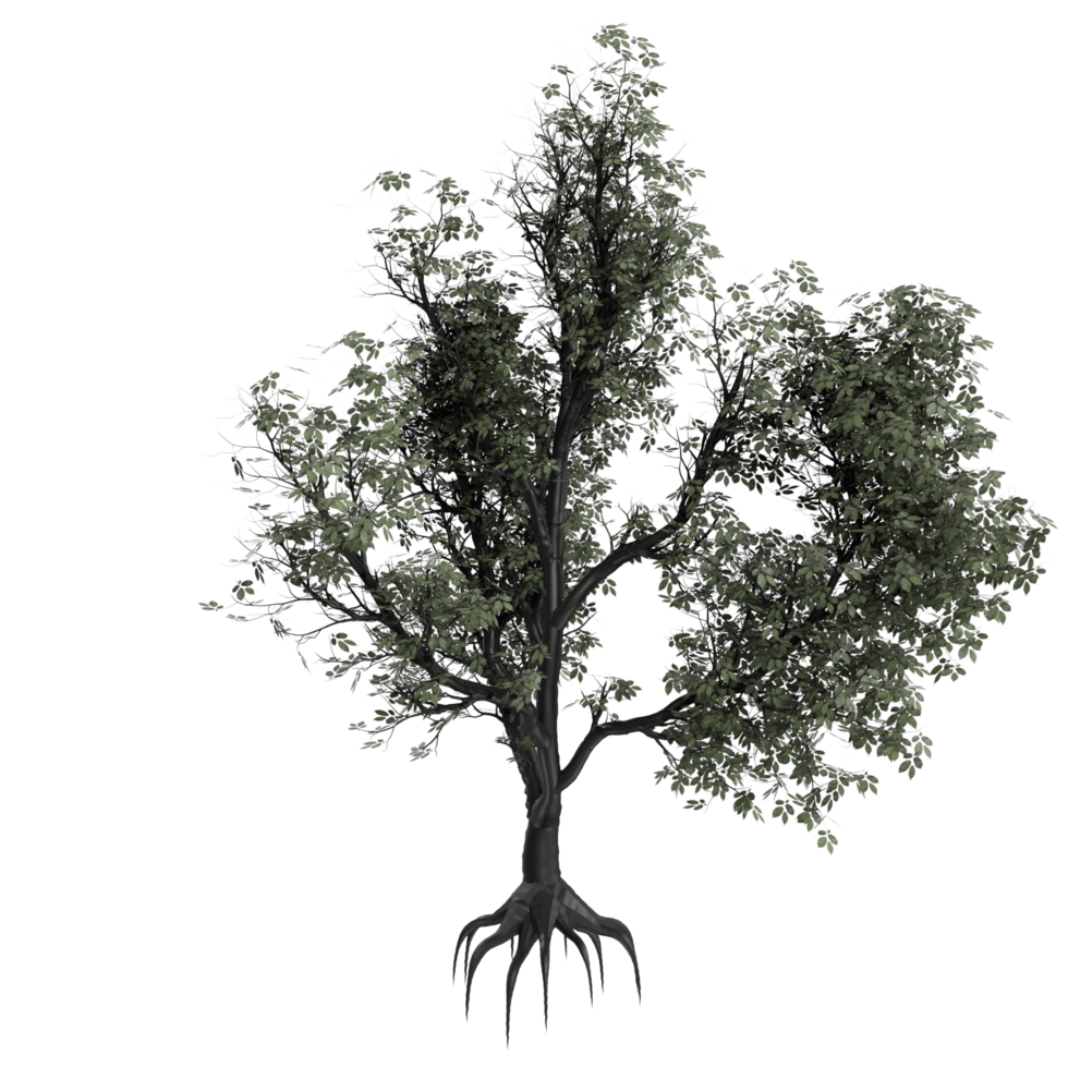 arbre isolé sur transparent png