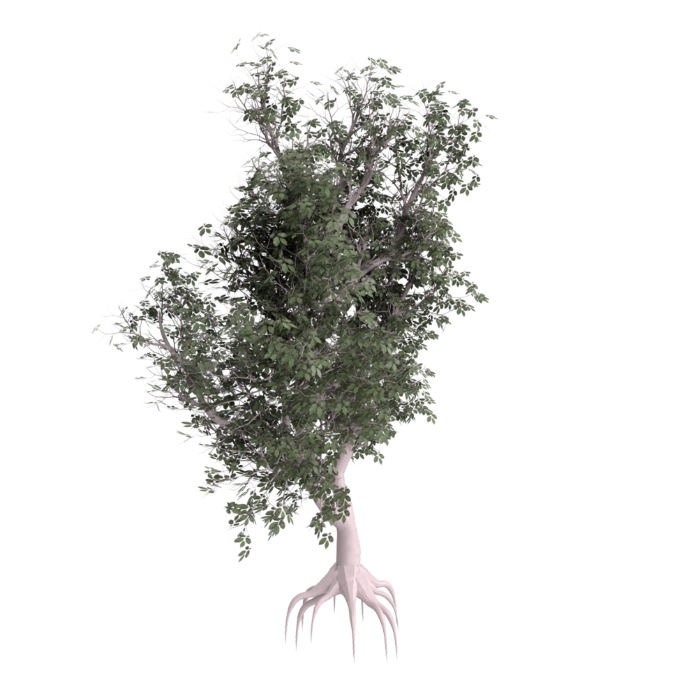 árbol aislado en transparente png