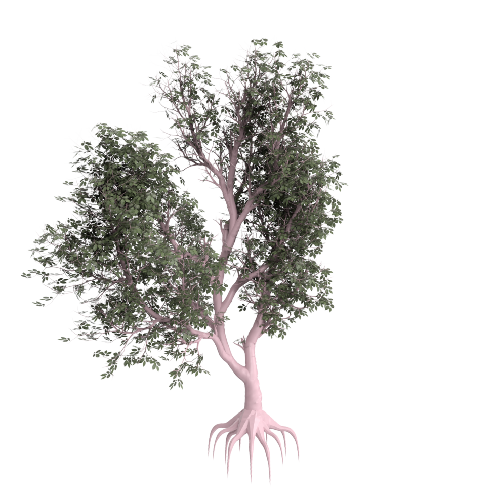 Tree isolated on transparent png