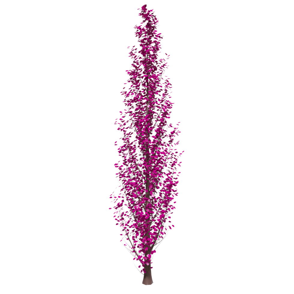 Tree isolated on transparent png