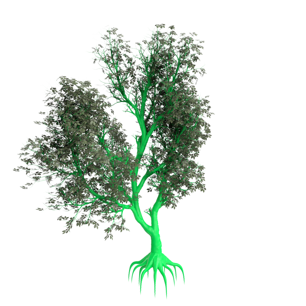 arbre isolé sur transparent png