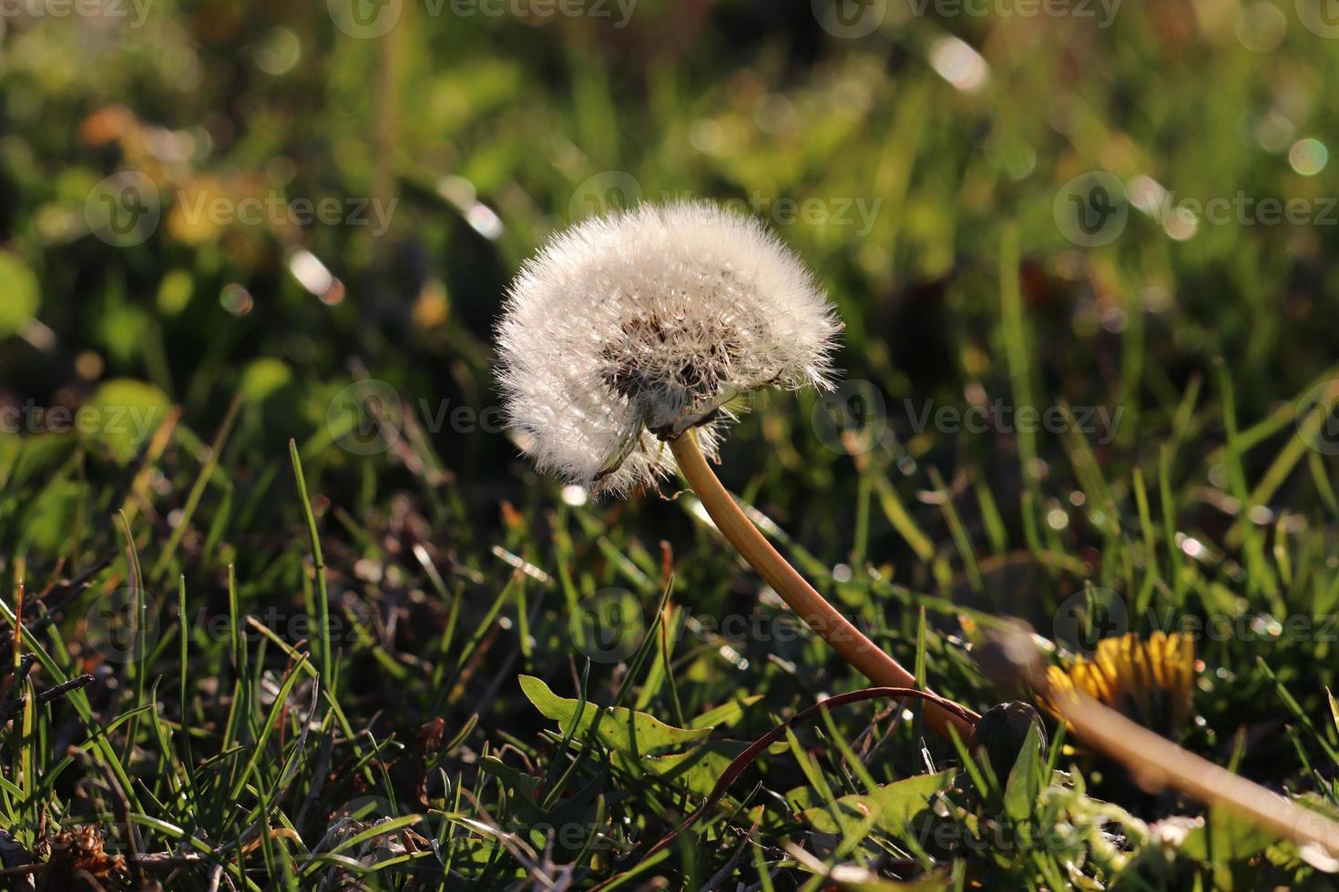 dandelion flower seeds photo