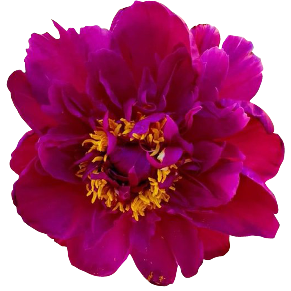 Chinese peony flower png