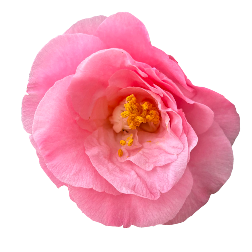 camélia fleur rose png