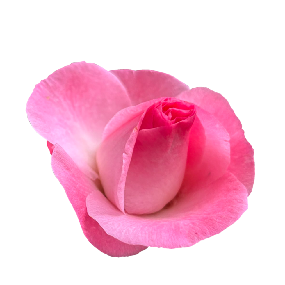 camélia fleur rose png