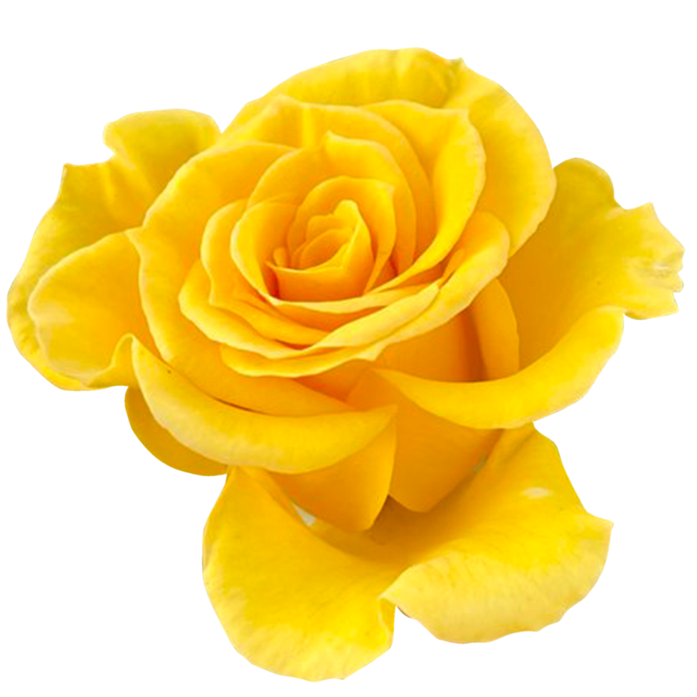 Jaune Rose fleur png