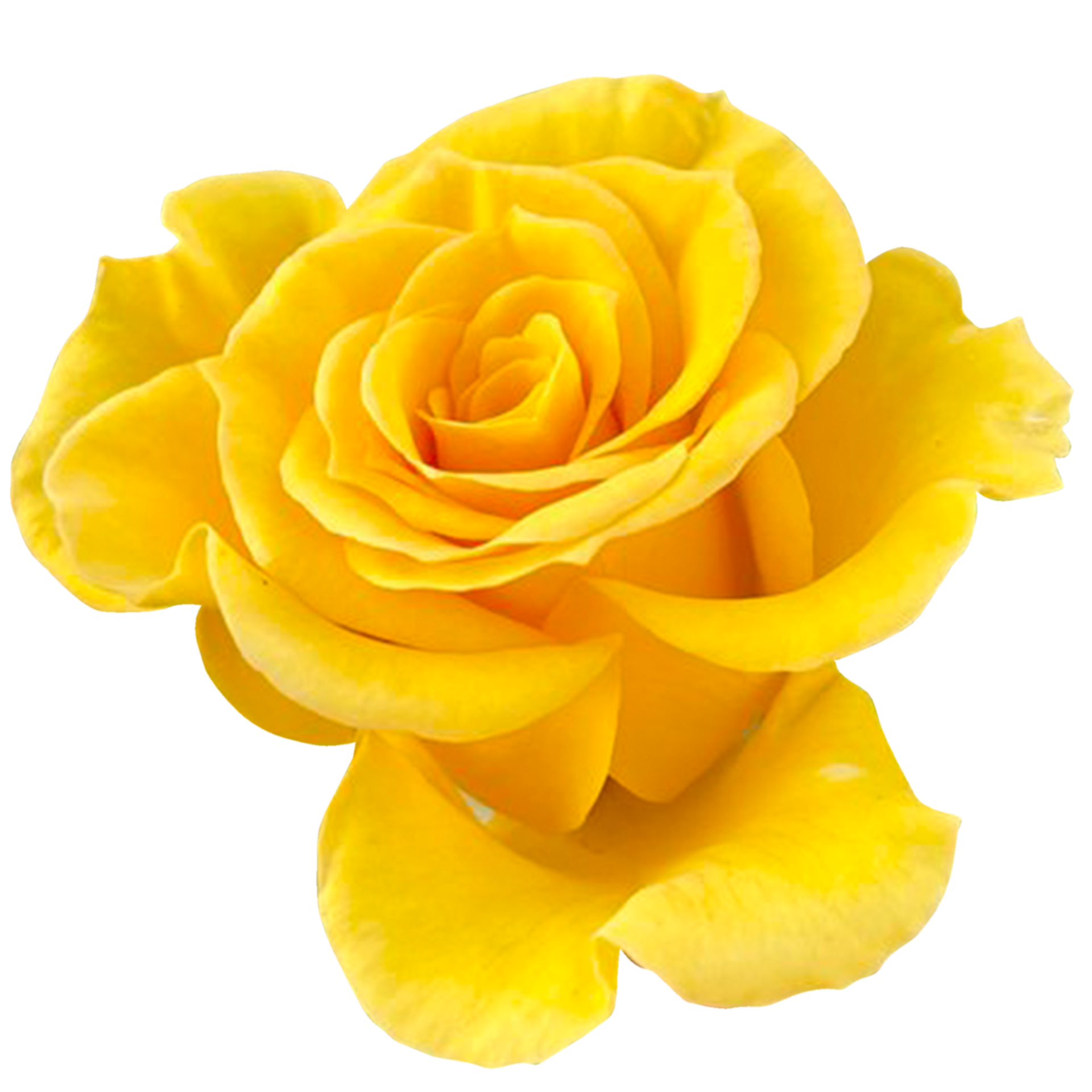 yellow rose flower 21286090 PNG