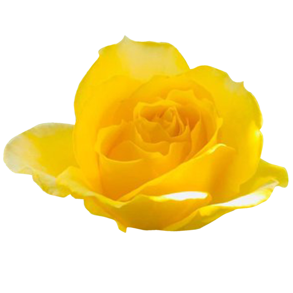 yellow rose flower png