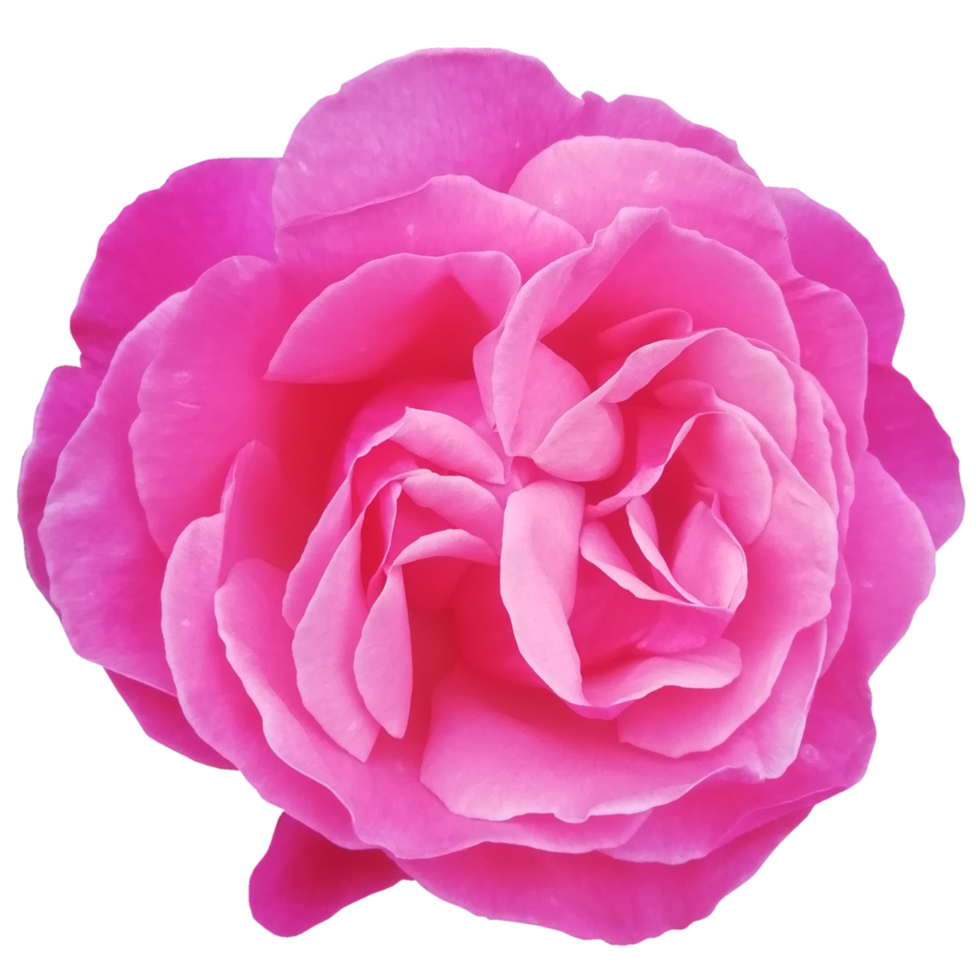 pink rose flower png