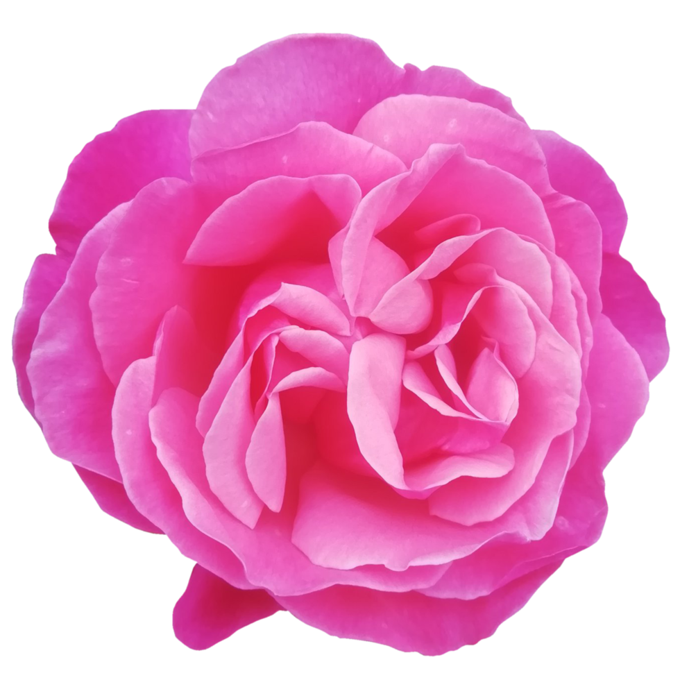 fleur rose rose png