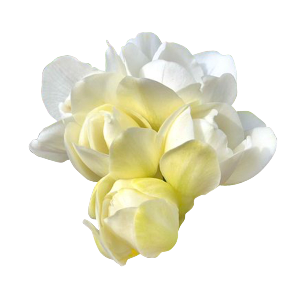 Freesia Single White png