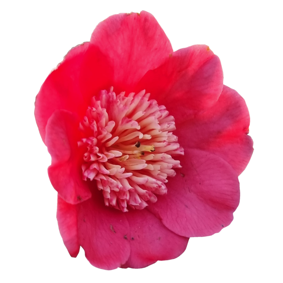 Japans camelia bloem png