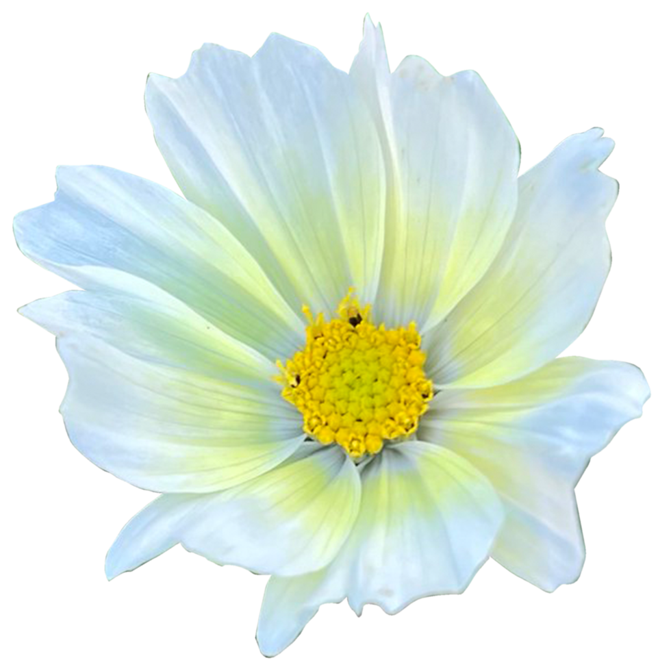 Garden Cosmos flower png