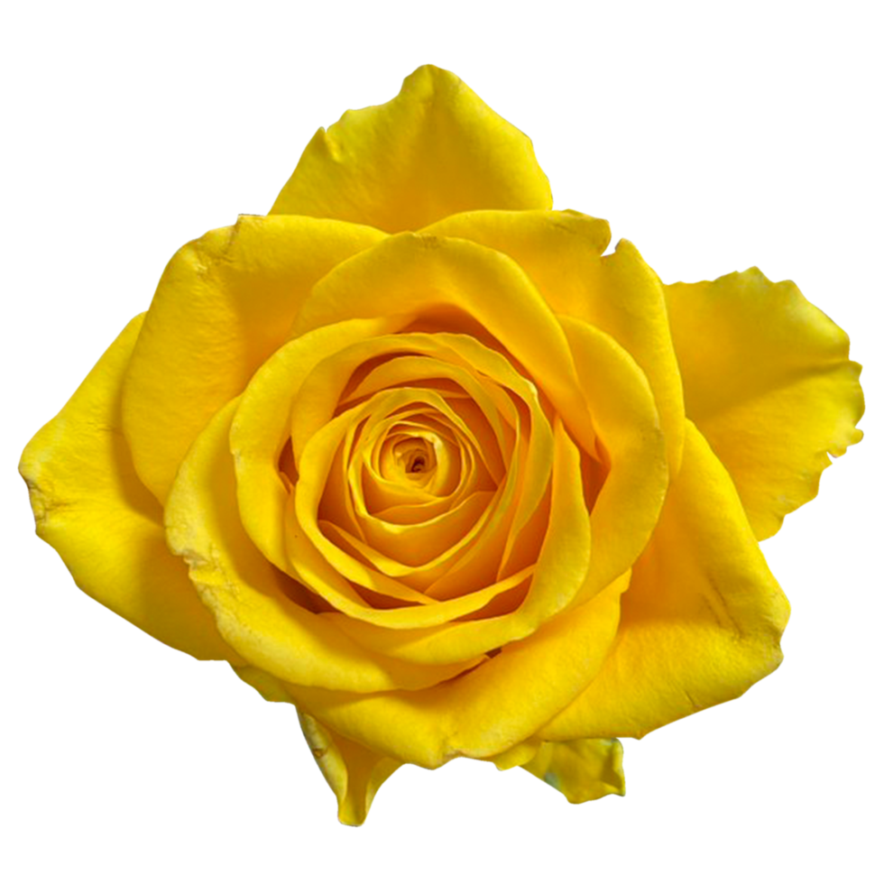 giallo Rose su natura png