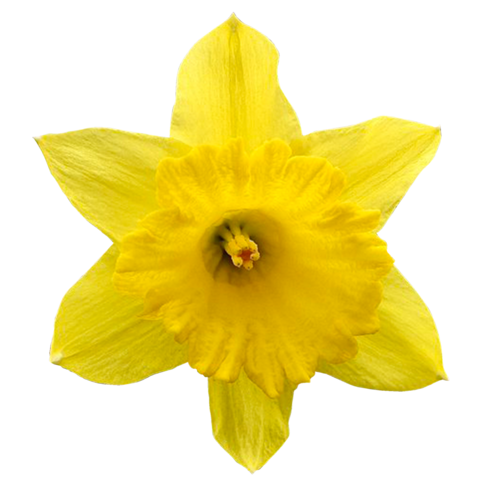 hermosa narcisos flores png