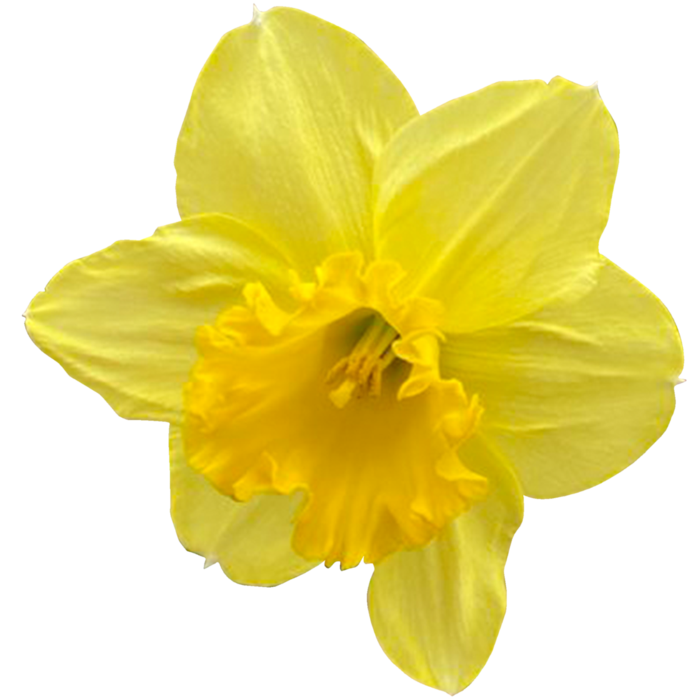 beautiful daffodils flowers png