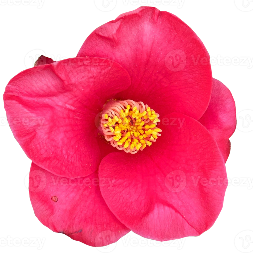 camellia japonica bloemen png