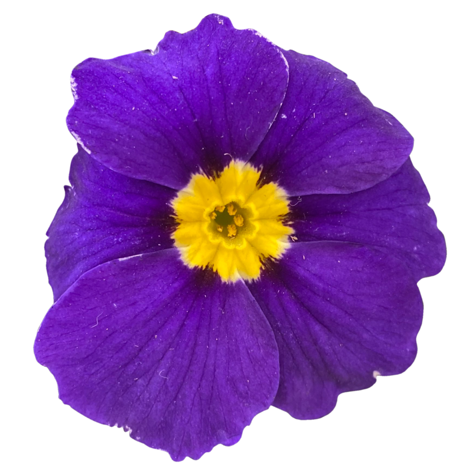 violet fleurs primevère png