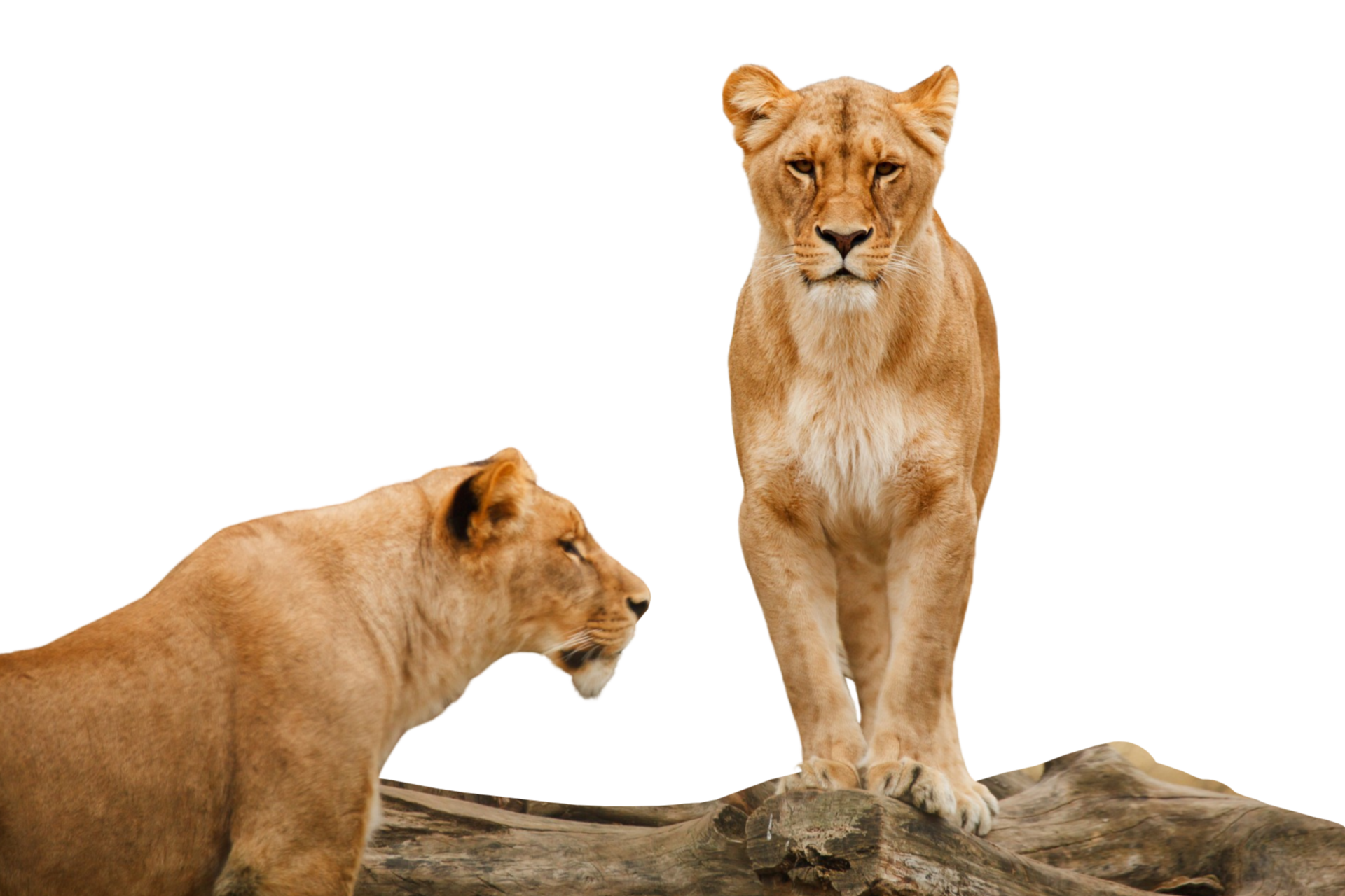 leones y fauna silvestre 21286279 PNG