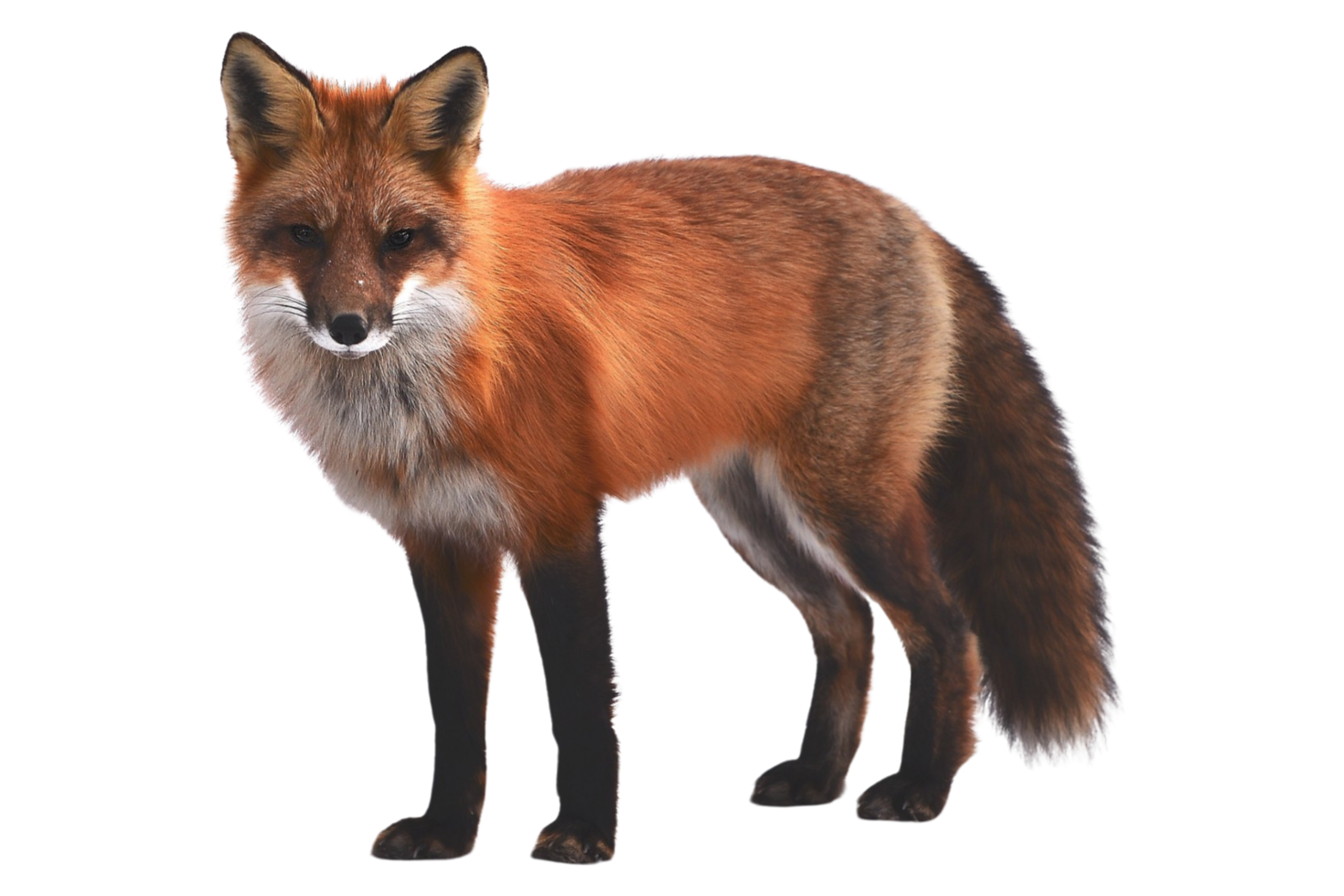 Fox animal cutout png