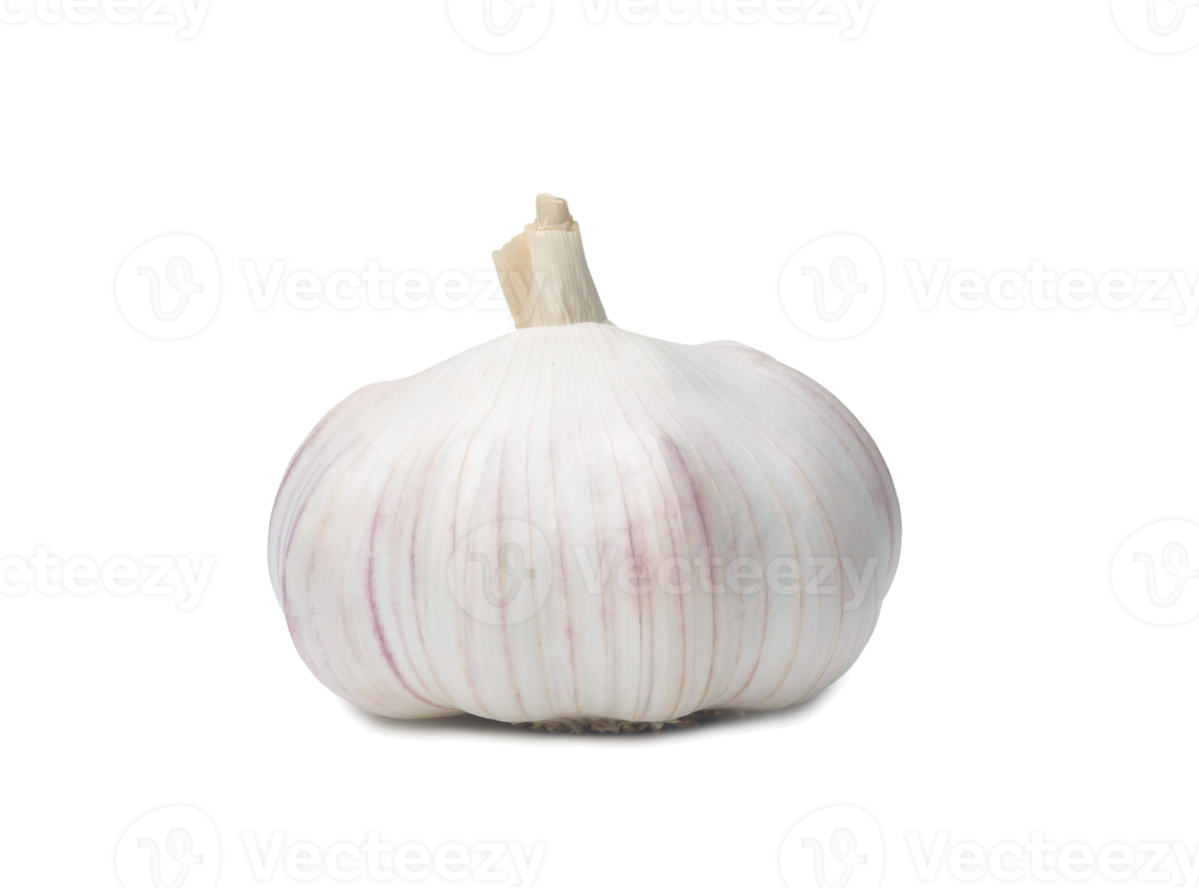 Single fresh white garlic bulb isolated with clipping path in png file format, Thai herb is great for healing several severe diseases, heart attack,