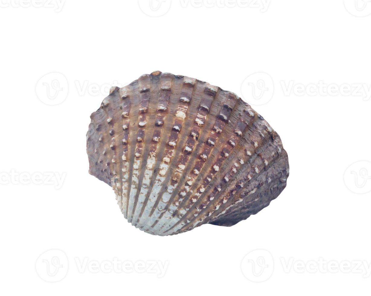Single fresh cockle isolated with clipping path in png file format