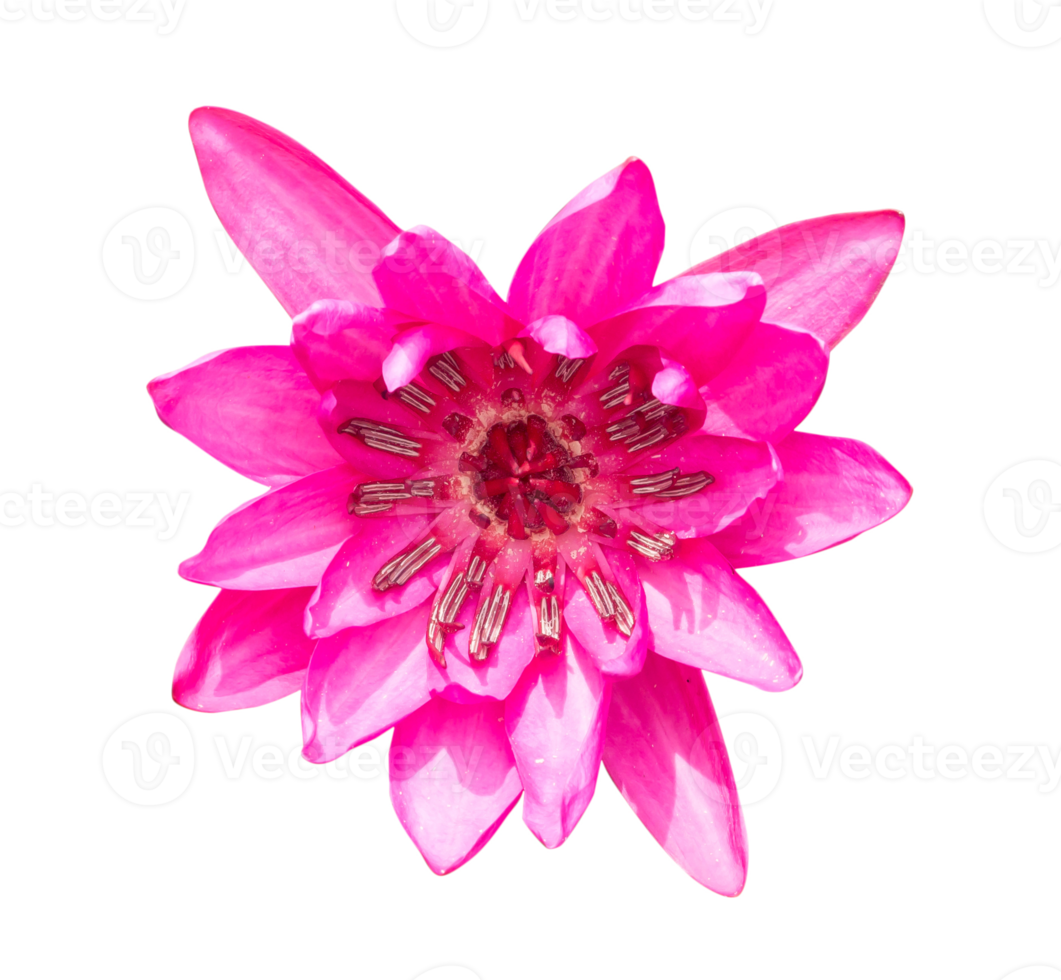 Top view of Single beautiful pink water lily or lotus, Buddha flower is isolated with clipping path in png file format