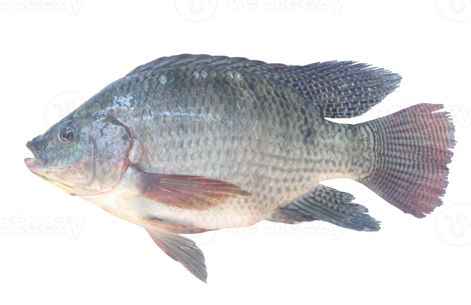 nile tilapia eller pla nin i thai, sötvatten fisk isolerat med klippning väg i png formatera