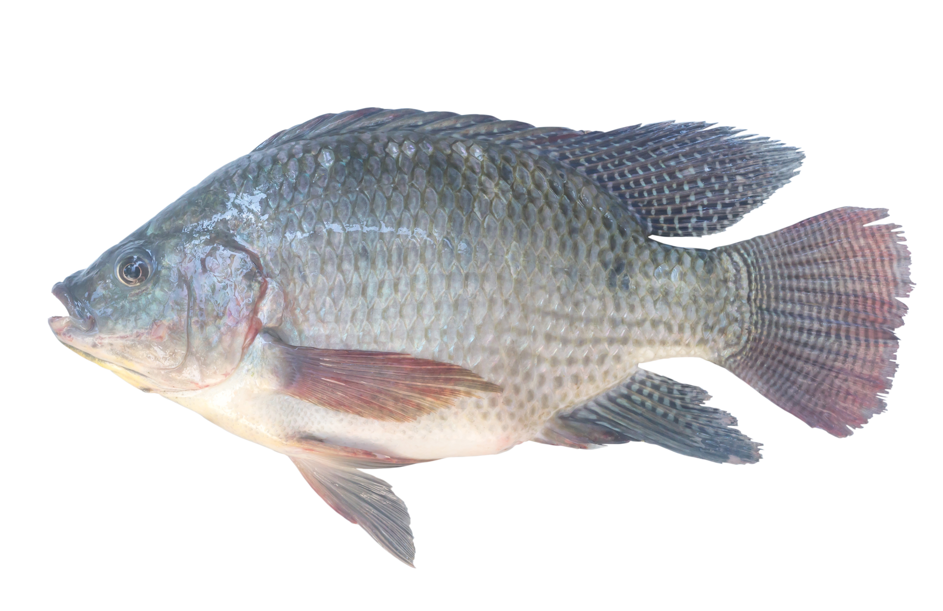Nile Tilapia or Pla nin in Thai, freshwater fish isolated with clipping ... Nile Tilapia or Pla nin in Thai, freshwater fish isolated with clipping ...