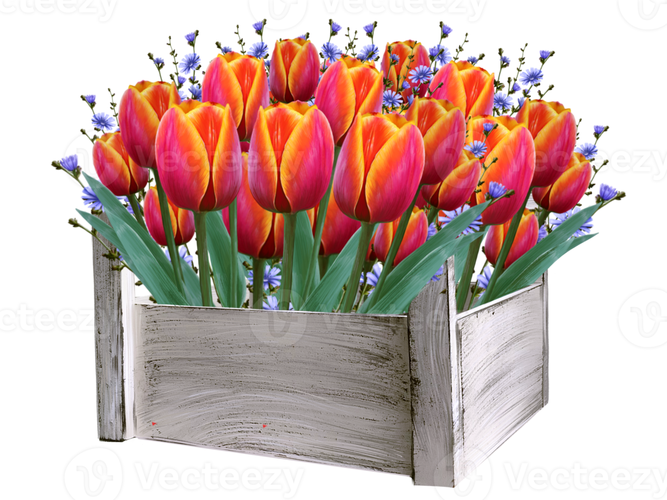 tulips, spring flowers illustration png