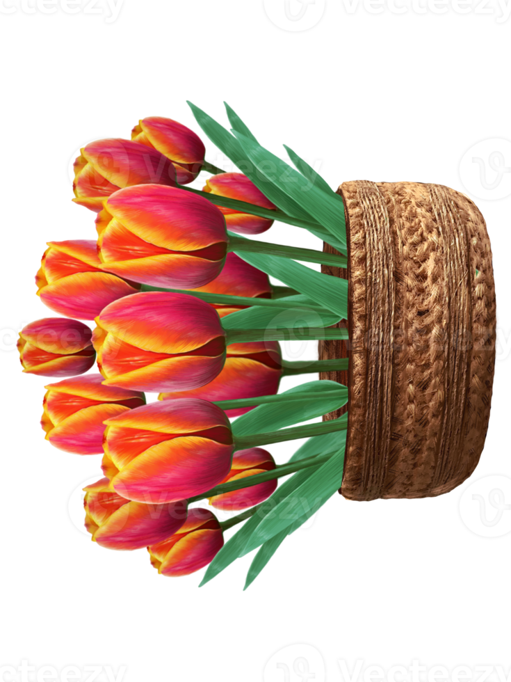 blooming tulips in a wicker basket illustration png