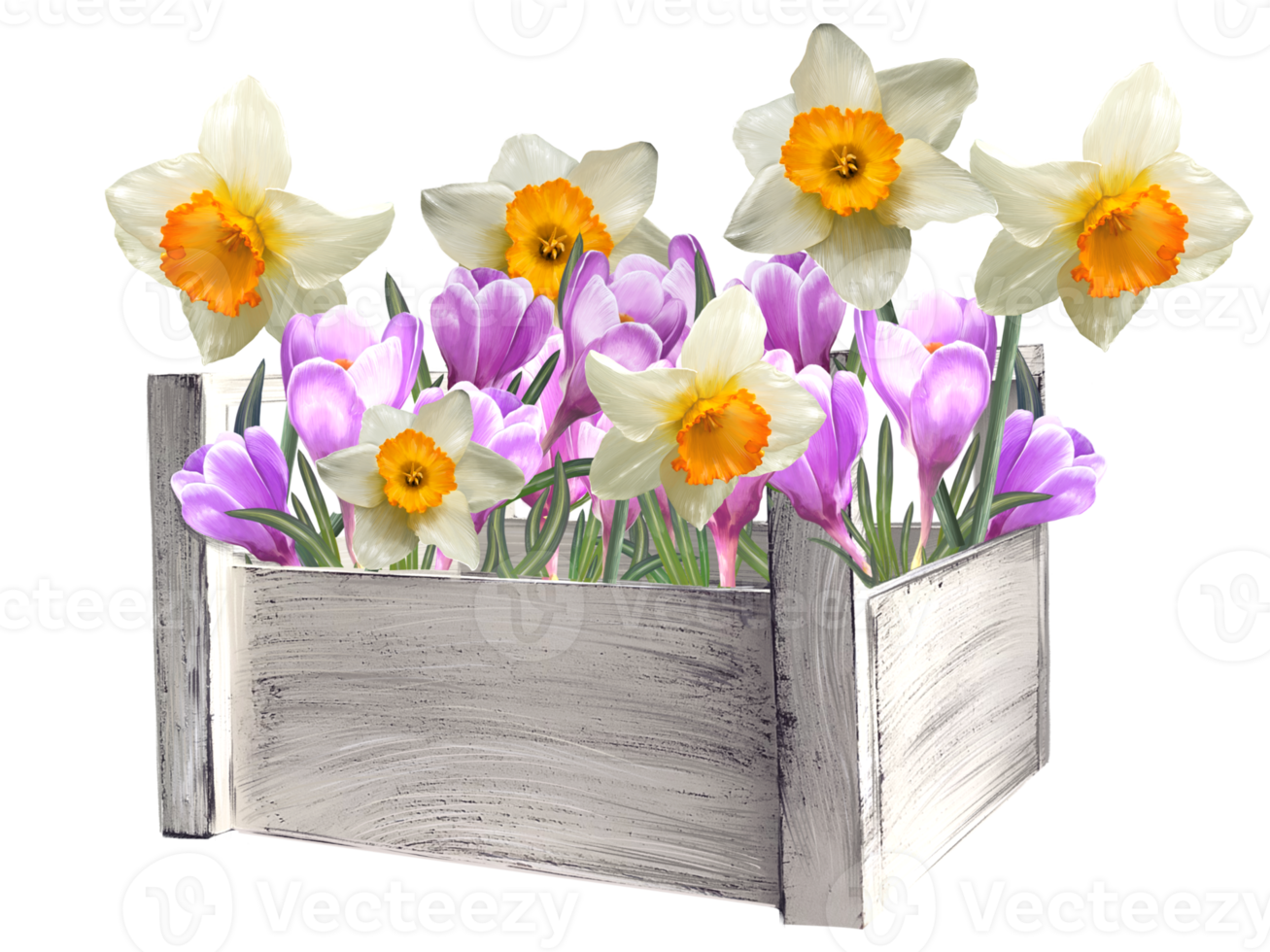 crocuses and daffodils in a basket illustration png